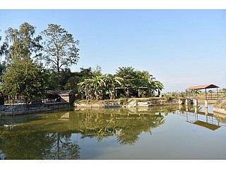 Serene view by the pond