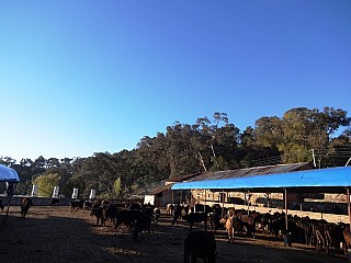 Cows in the Ashram