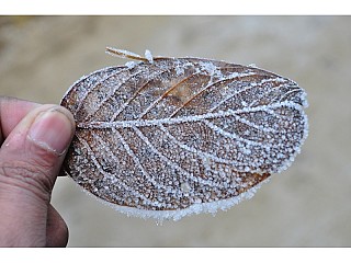 Frozen leaf on the way