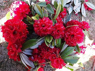 National flower of Nepal- Rhododendron