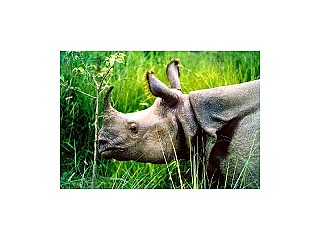 Rare Rhino