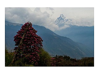 Rhododendron and moutain view from tadapani