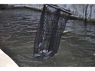 Trout fish in Net