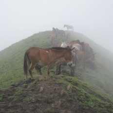 Horses over the hill: only means of transport for the people living in the hills 