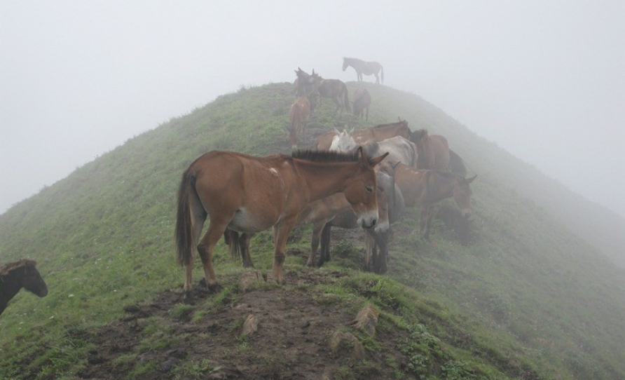 Horses over the hill: only means of transport for the people living in the hills 