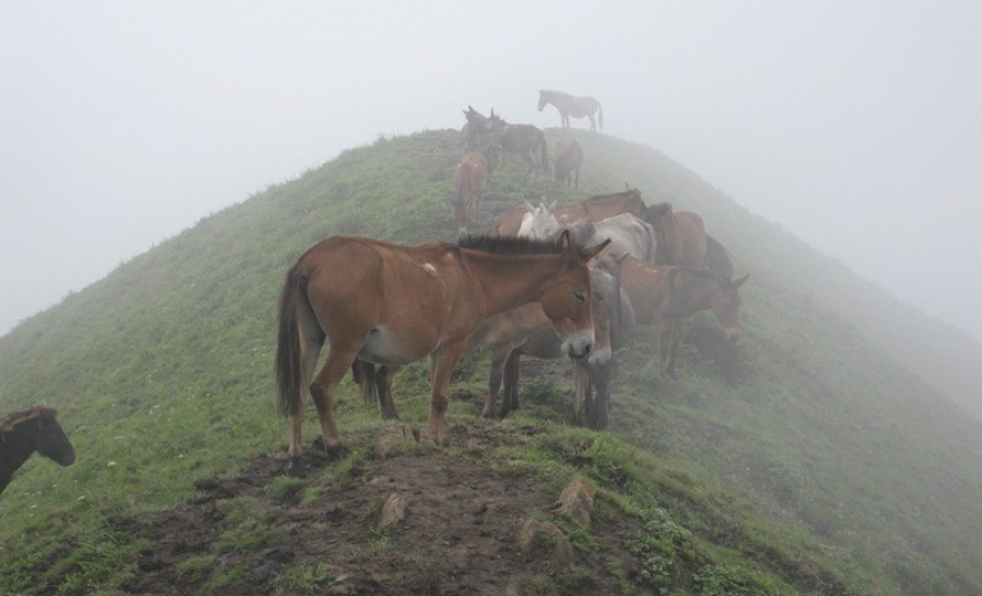 Horses over the hill: only means of transport for the people living in the hills
