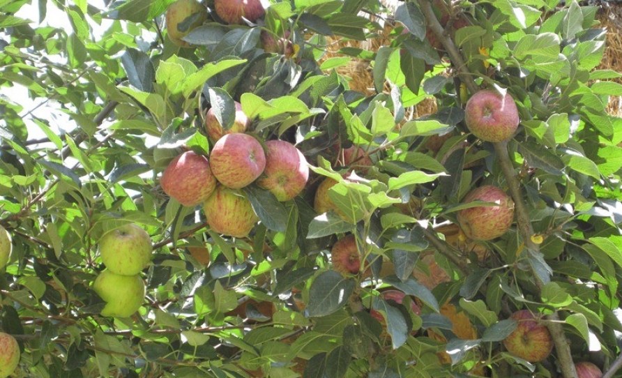 The famous Jumla Apples on the way